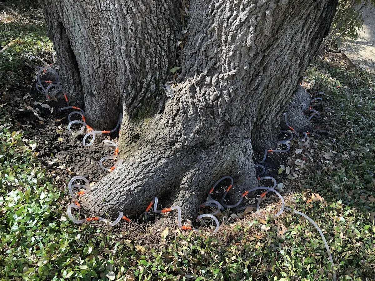 Detailed Tree Cabling and Bracing job site in Trussville