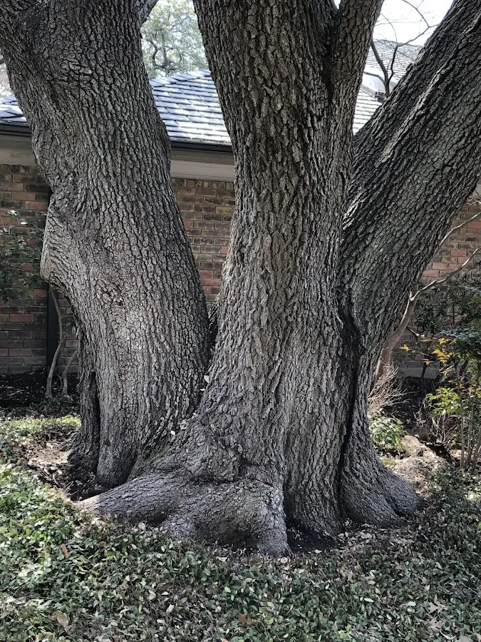 Mature heritage tree close to a Trussville property cared for by certified arborists